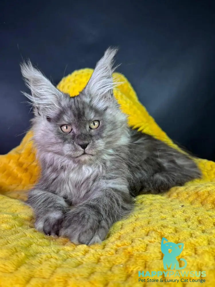 Tiffi Maine Coon female black silver - live animals