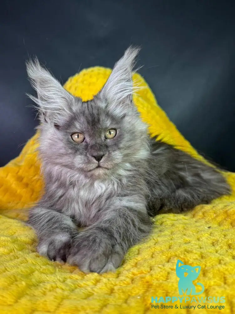 Tiffi Maine Coon female black silver - live animals