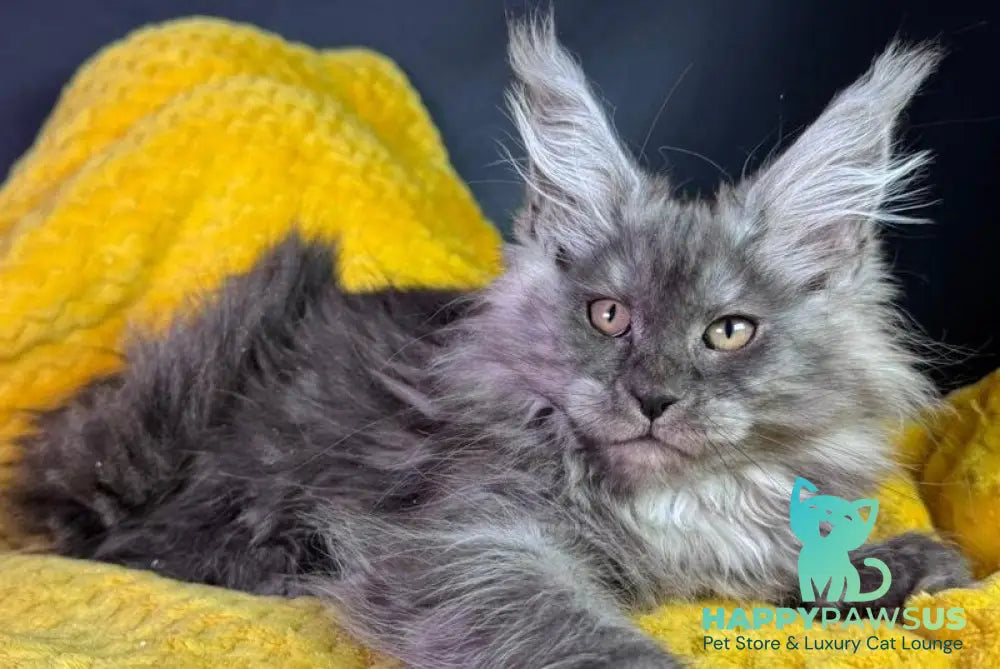 Tiffi Maine Coon female black silver - live animals
