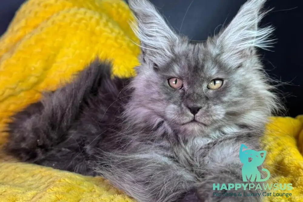 Tiffi Maine Coon female black silver - live animals