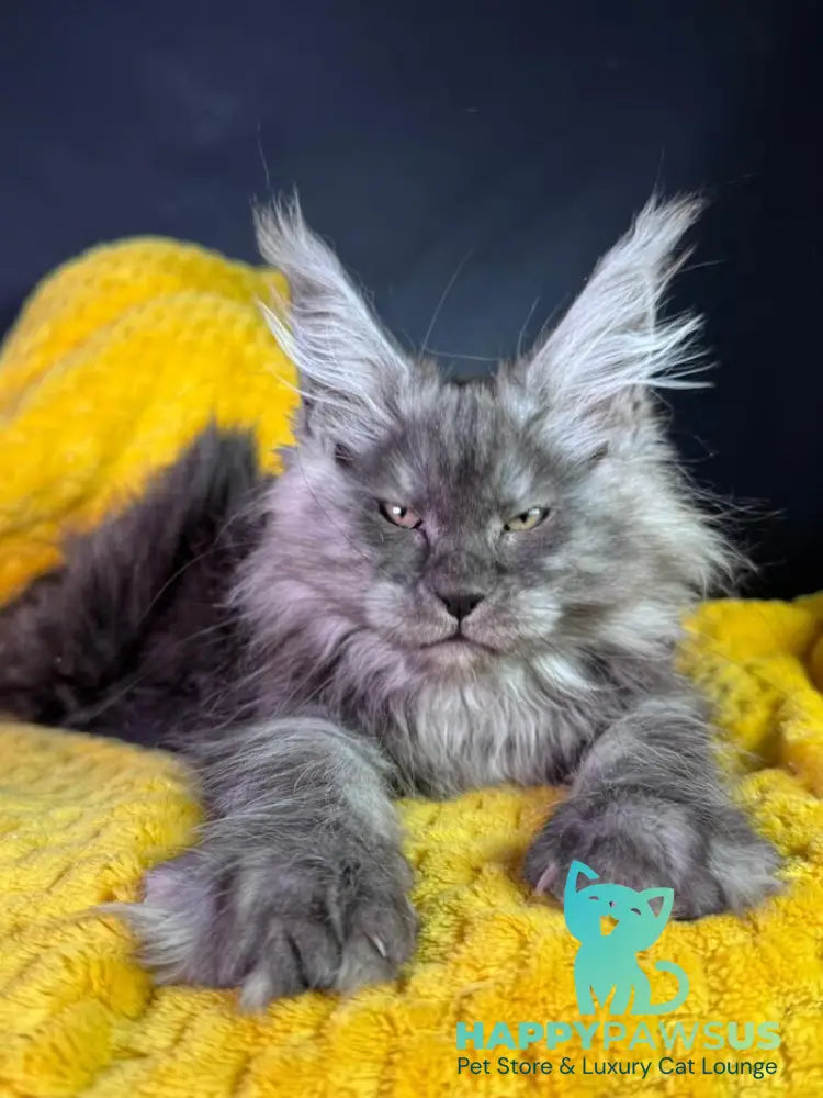 Tiffi Maine Coon female black silver - live animals