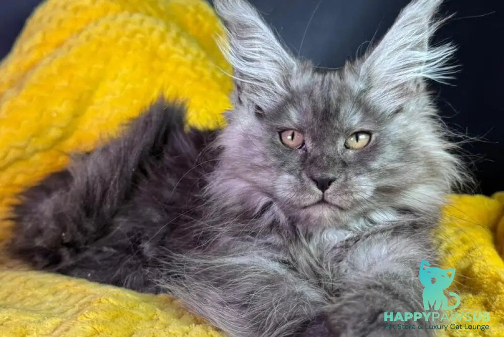 Tiffi Maine Coon female black silver - live animals