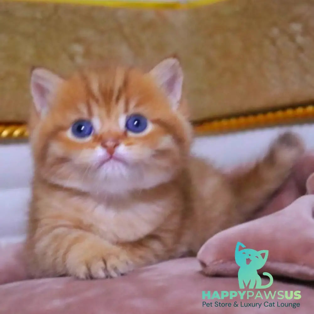 Tiger British Shorthair male chocolate golden ticked tabby - live animals
