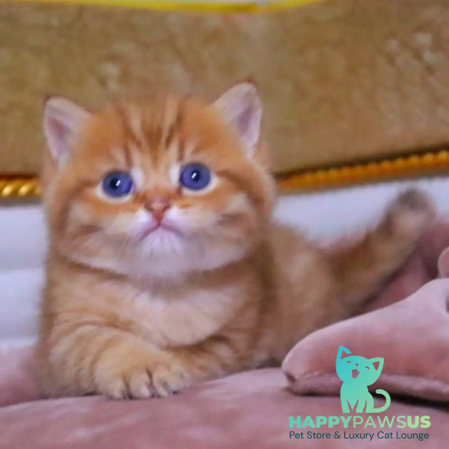 Tiger British Shorthair male chocolate golden ticked tabby - live animals