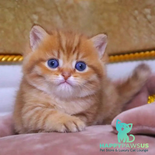 Tiger British Shorthair male chocolate golden ticked tabby - live animals
