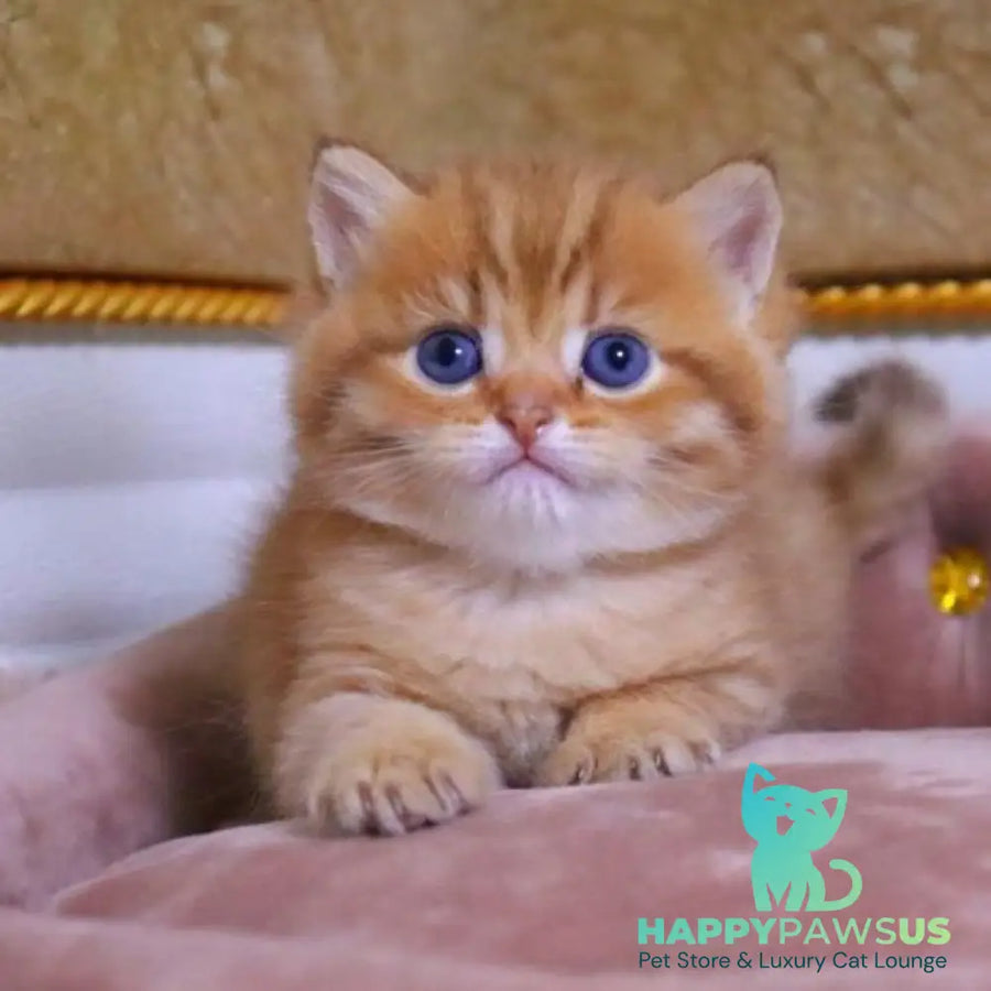 Tiger British Shorthair male chocolate golden ticked tabby - live animals