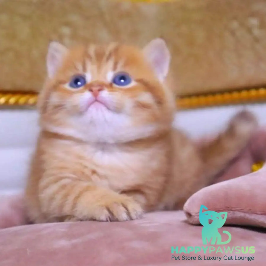 Tiger British Shorthair male chocolate golden ticked tabby - live animals