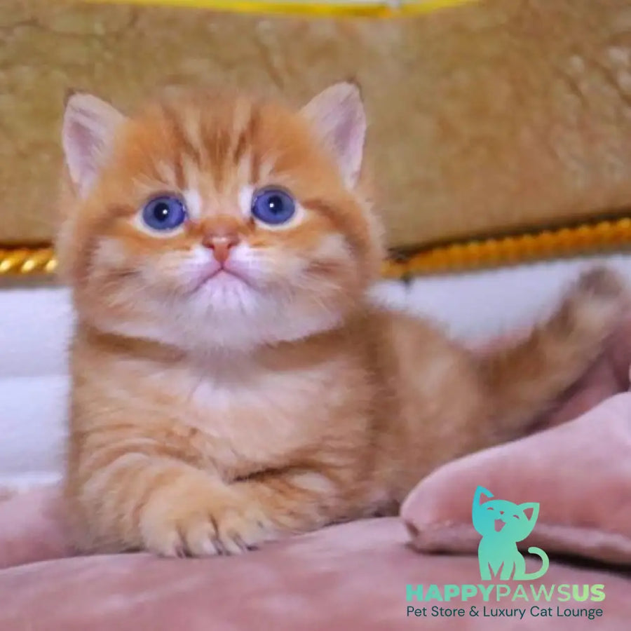 Tiger British Shorthair male chocolate golden ticked tabby - live animals