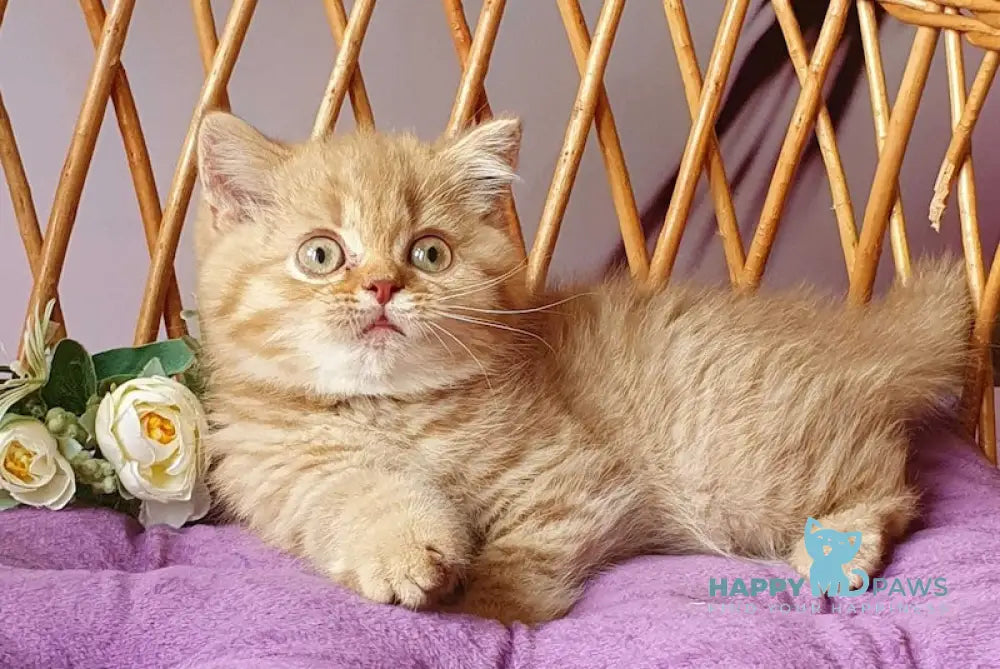 Tiger British Shorthair Male Cinnamon Golden Spotted Tabby Live Animals