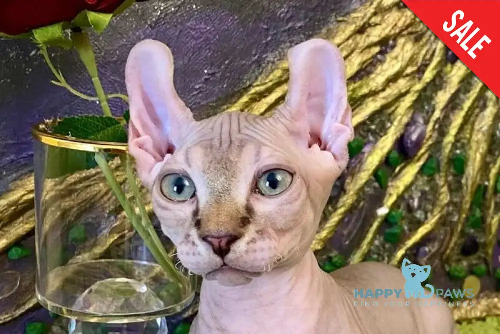 Tiger Dwelf male red tabby live animals