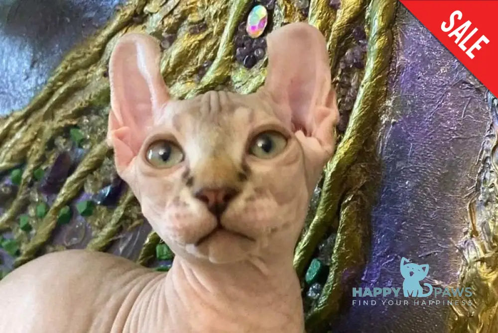 Tiger Dwelf male red tabby live animals