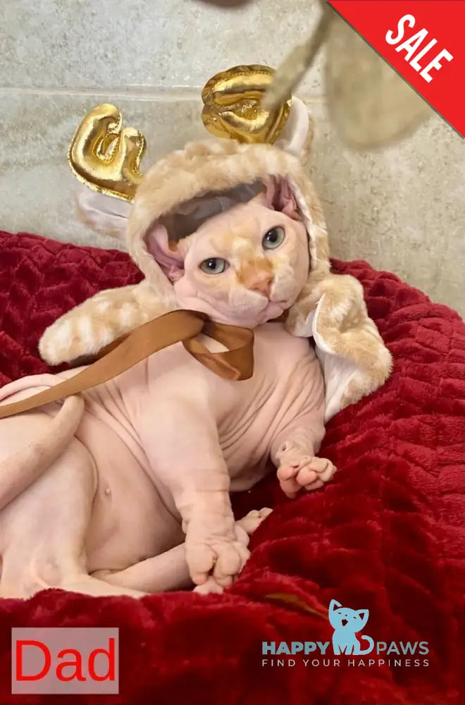 Tiger Dwelf male lilac tabby live animals