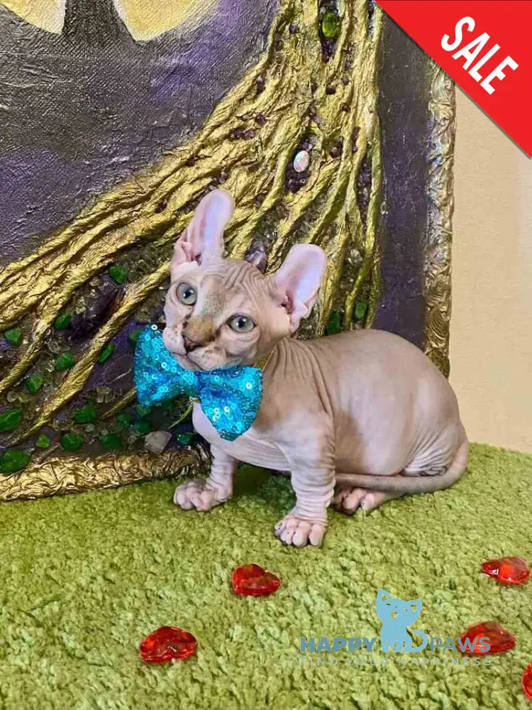 Tiger Dwelf male red tabby live animals