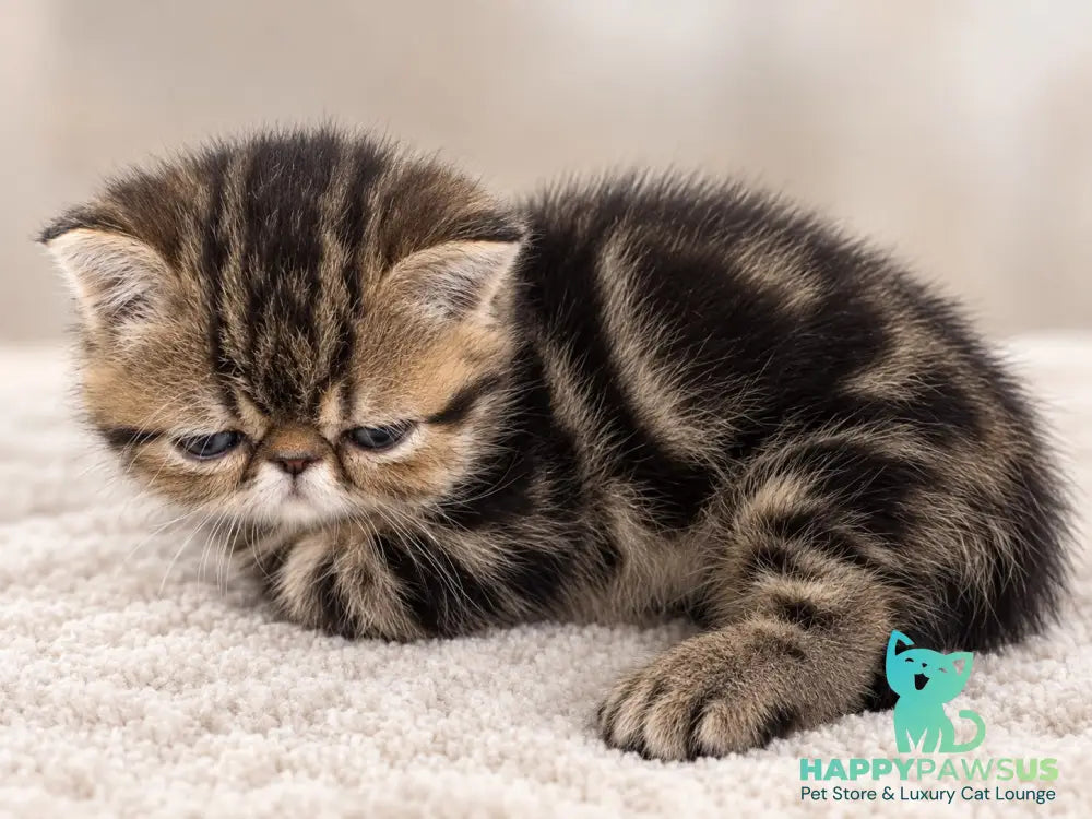 Tiger Exotic male brown tabby - live animals