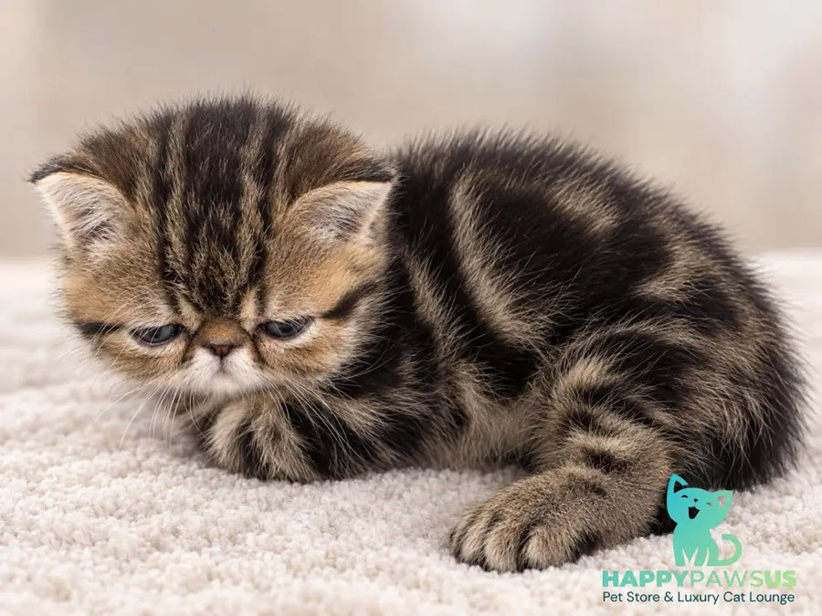 Tiger Exotic male brown tabby - live animals