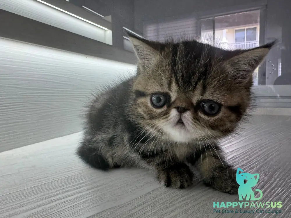 Tiger Exotic male brown tabby - live animals