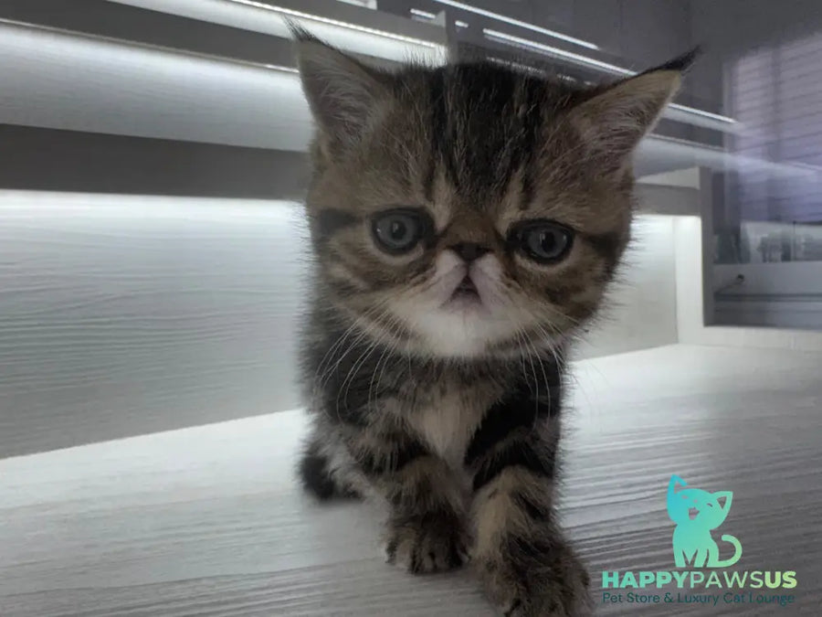 Tiger Exotic male brown tabby - live animals