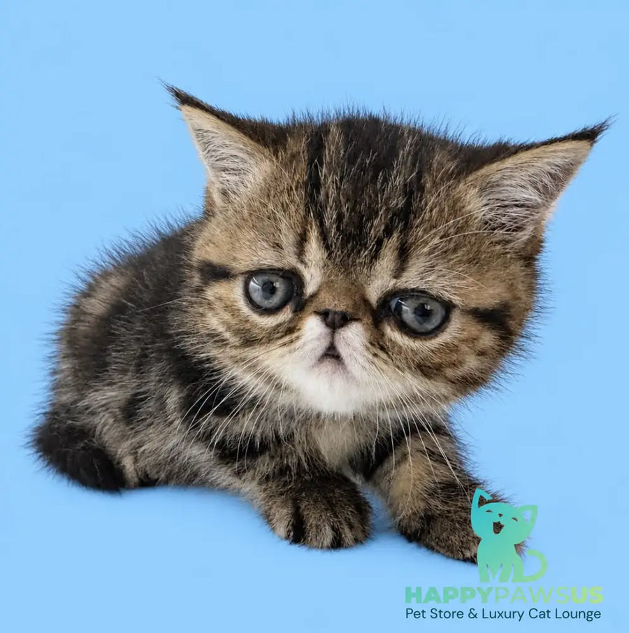 Tiger Exotic male brown tabby - live animals
