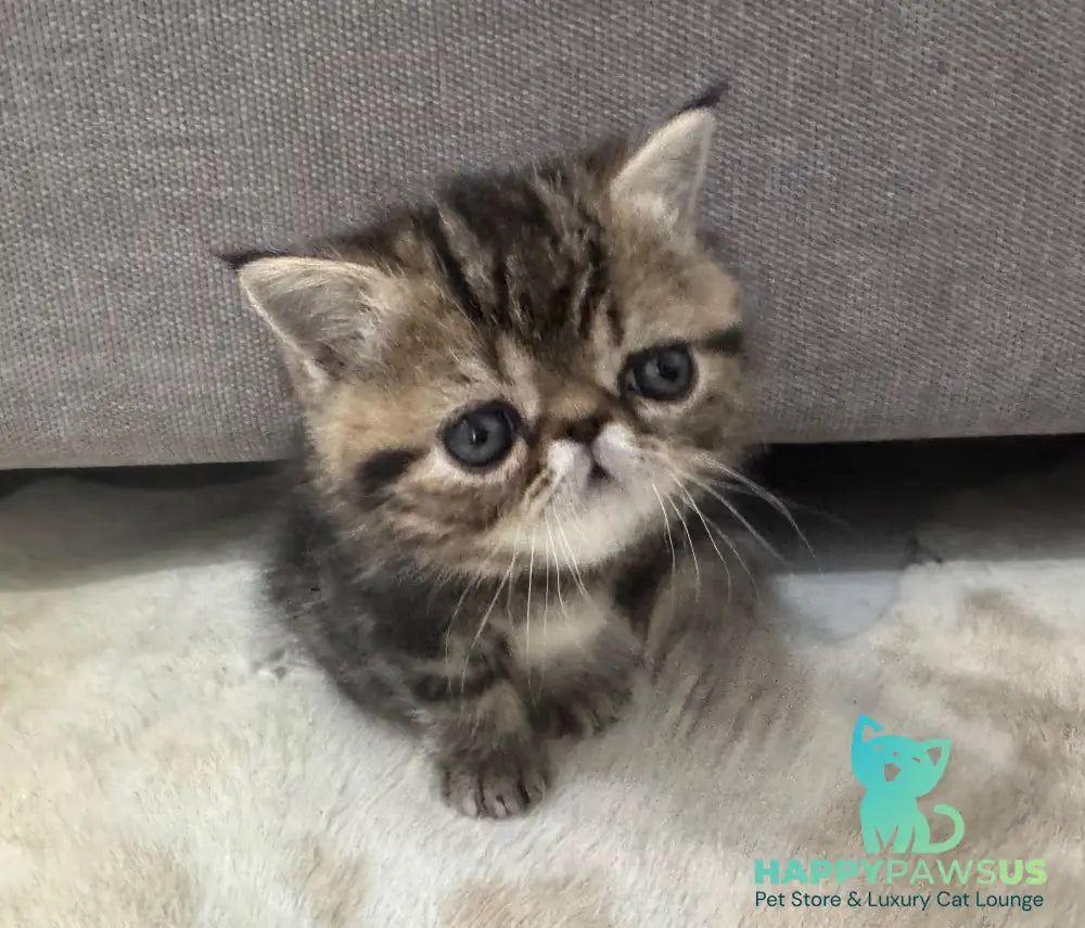 Tiger Exotic male brown tabby - live animals
