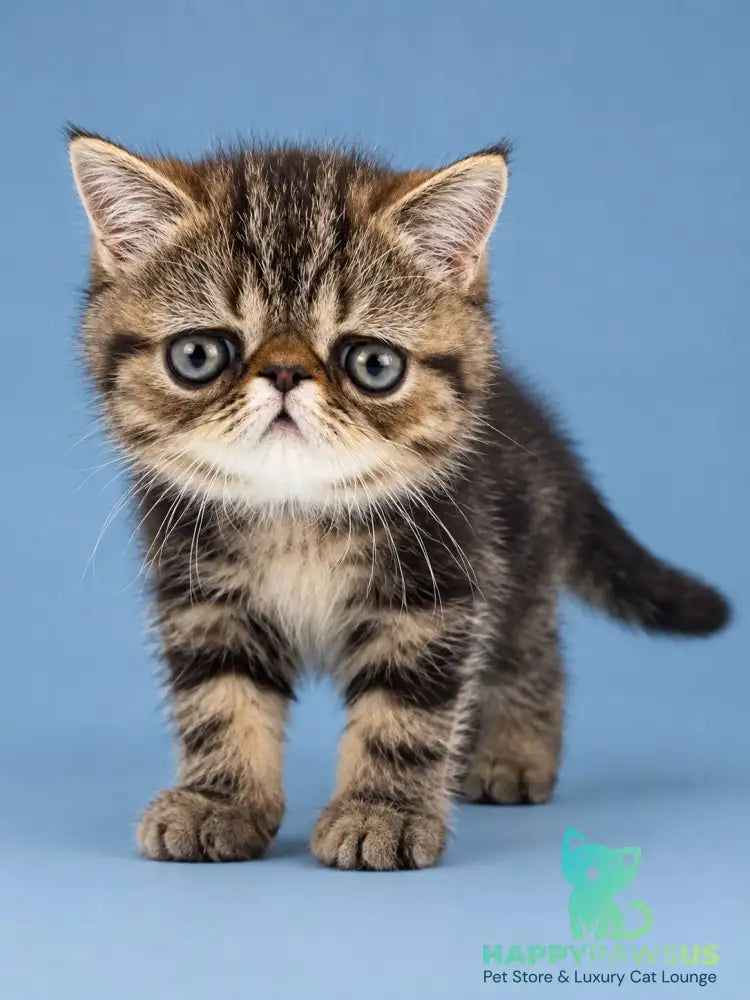 Tiger Exotic male brown tabby - live animals
