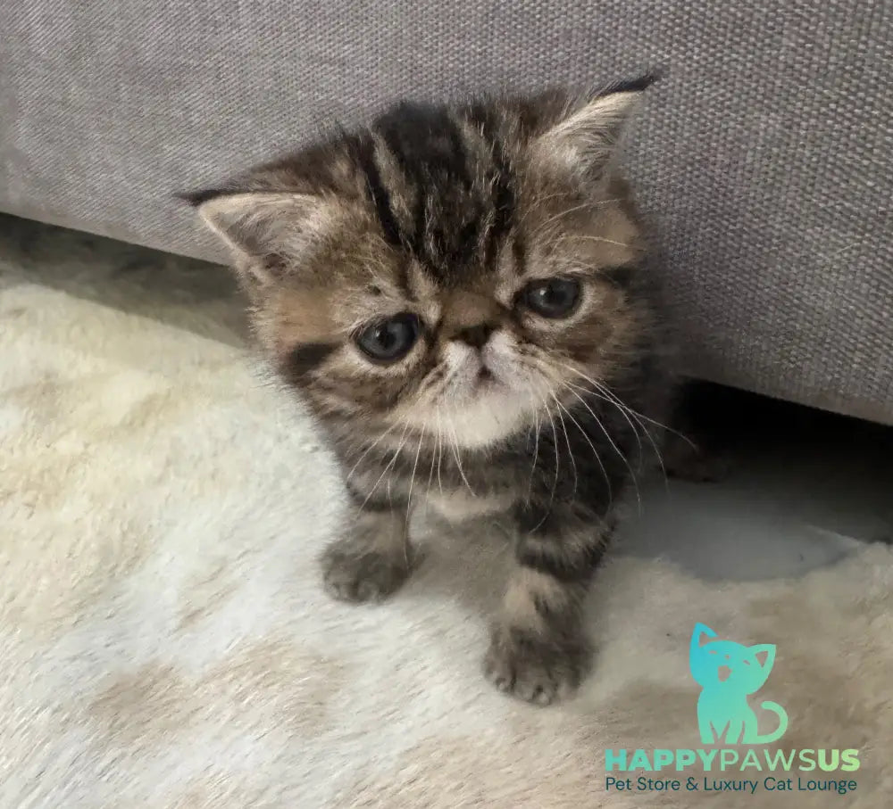 Tiger Exotic male brown tabby - live animals
