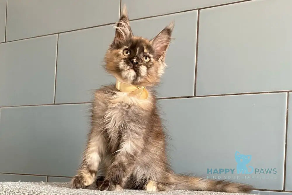 Tiger Eye Maine Coon female black tortie silver live animals