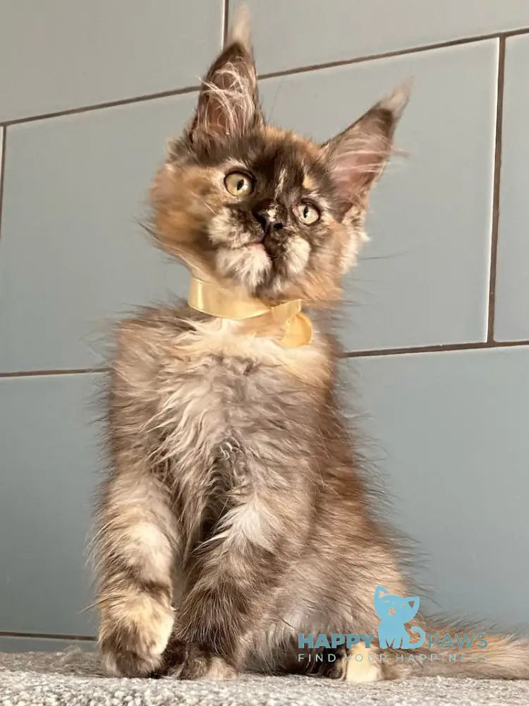 Tiger Eye Maine Coon female black tortie silver live animals
