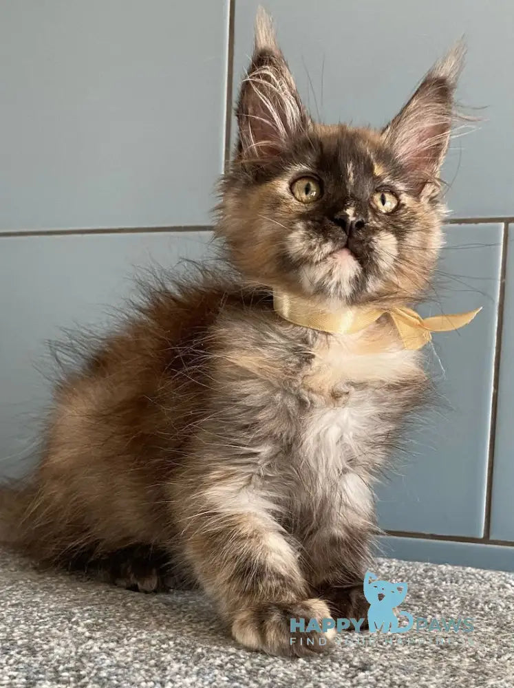 Tiger Eye Maine Coon female black tortie silver live animals