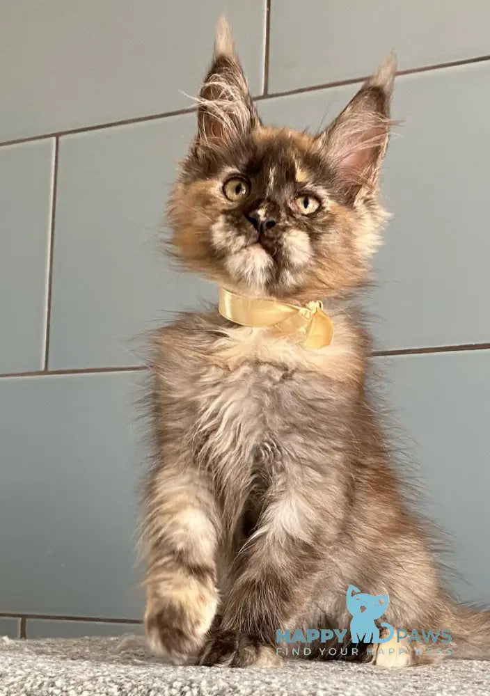 Tiger Eye Maine Coon female black tortie silver live animals