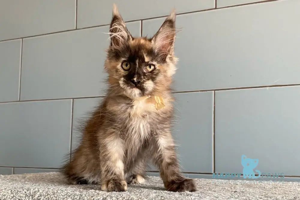Tiger Eye Maine Coon female black tortie silver live animals
