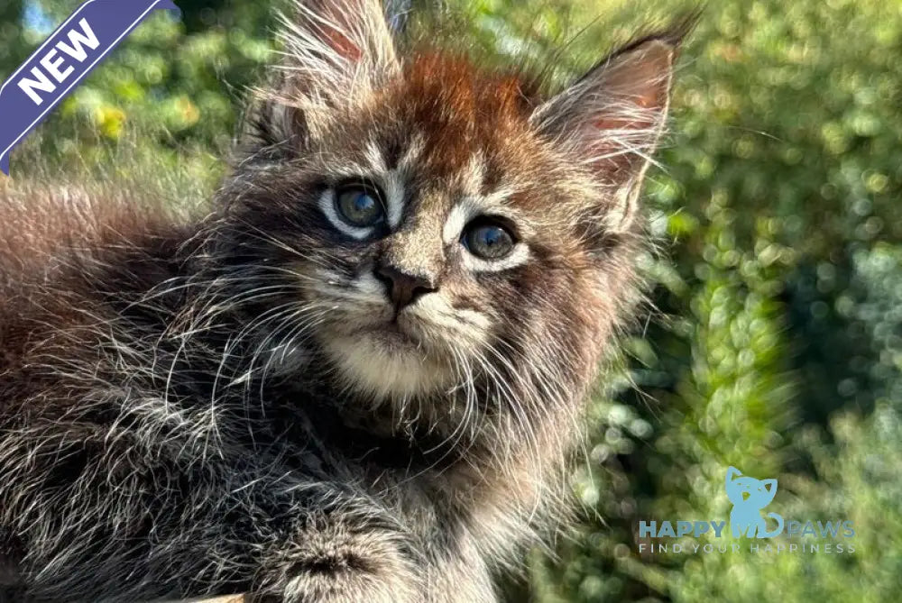 Tiger Maine Coon male black spotted tabby live animals