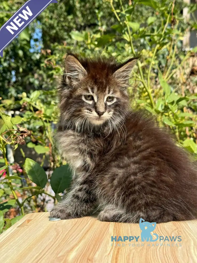 Tiger Maine Coon male black spotted tabby live animals