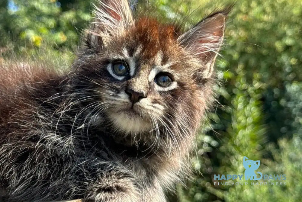 Tiger Maine Coon male black spotted tabby live animals