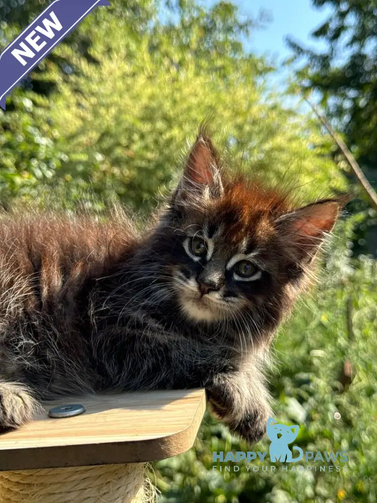 Tiger Maine Coon male black spotted tabby live animals