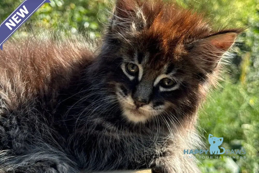 Tiger Maine Coon male black spotted tabby live animals