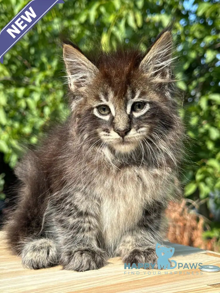 Tiger Maine Coon male black spotted tabby live animals