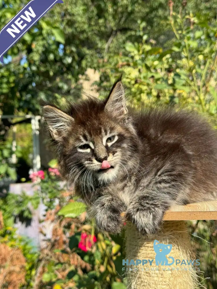 Tiger Maine Coon male black spotted tabby live animals