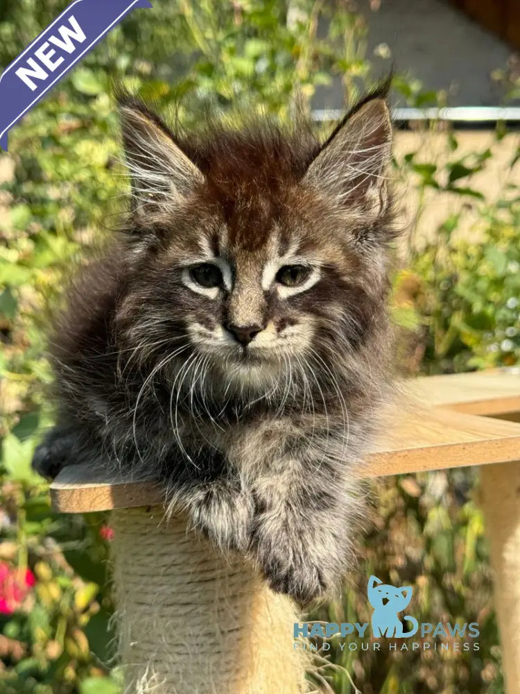 Tiger Maine Coon male black spotted tabby live animals