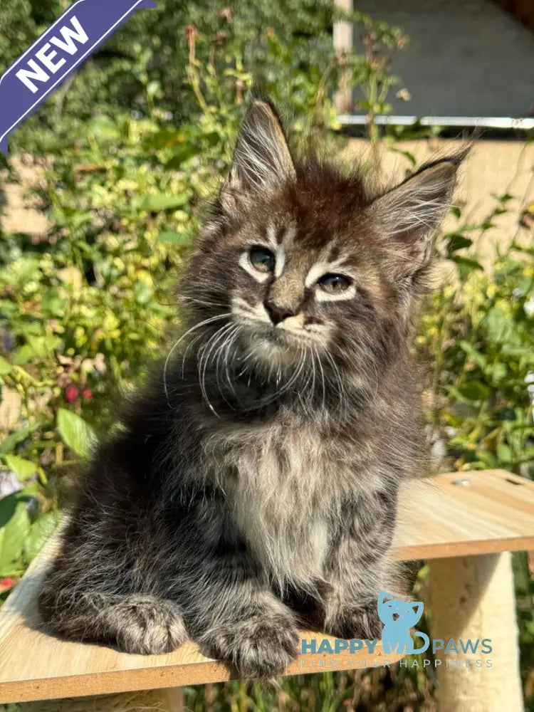 Tiger Maine Coon male black spotted tabby live animals