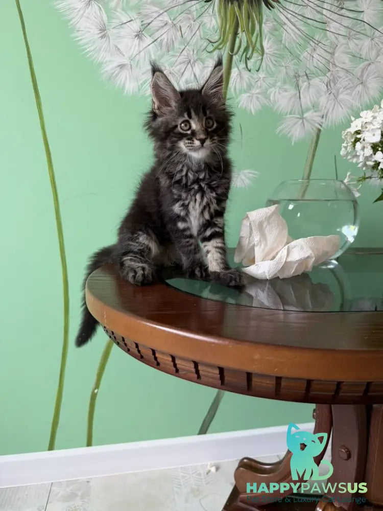Tiger Maine Coon male black tabby - live animals