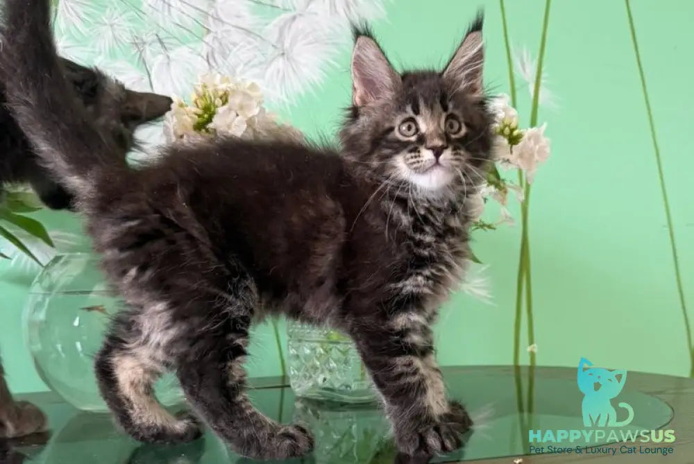 Tiger Maine Coon male black tabby - live animals