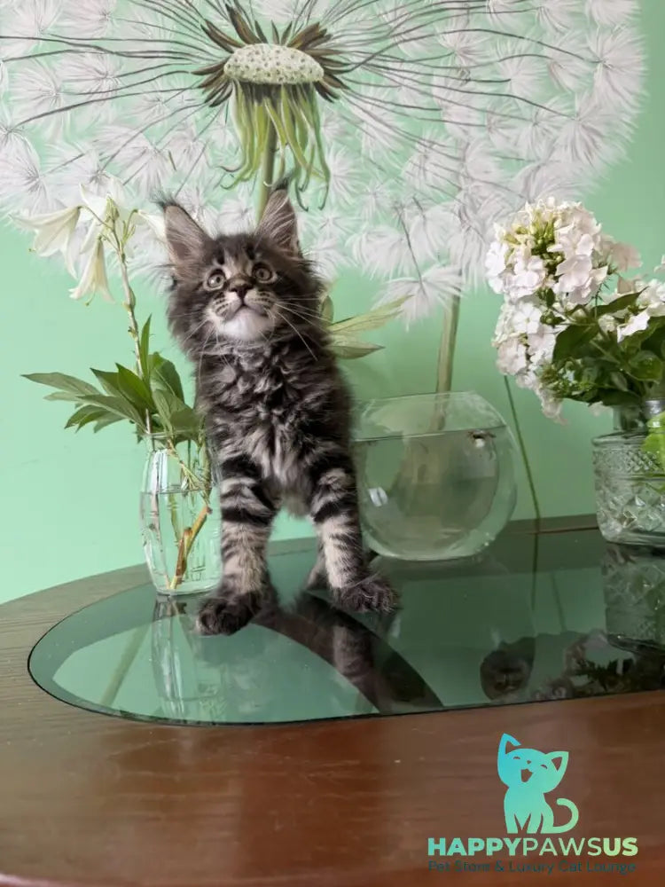 Tiger Maine Coon male black tabby - live animals