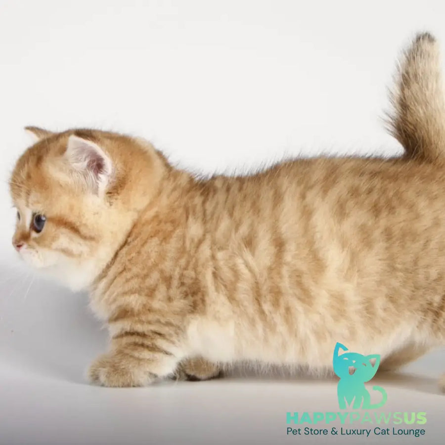 Tiger Munchkin male black golden spotted tabby - live animals