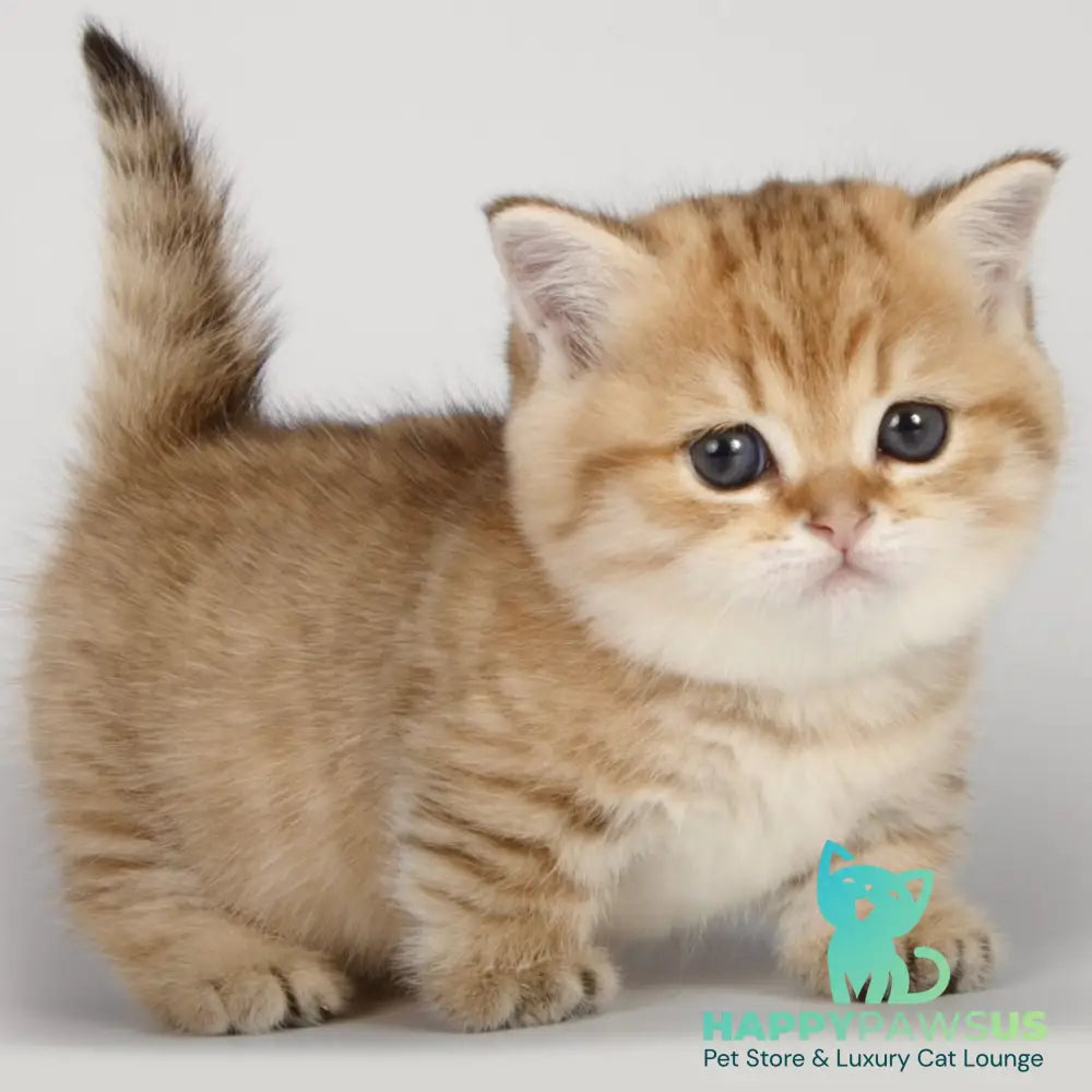 Tiger Munchkin male black golden spotted tabby - live animals
