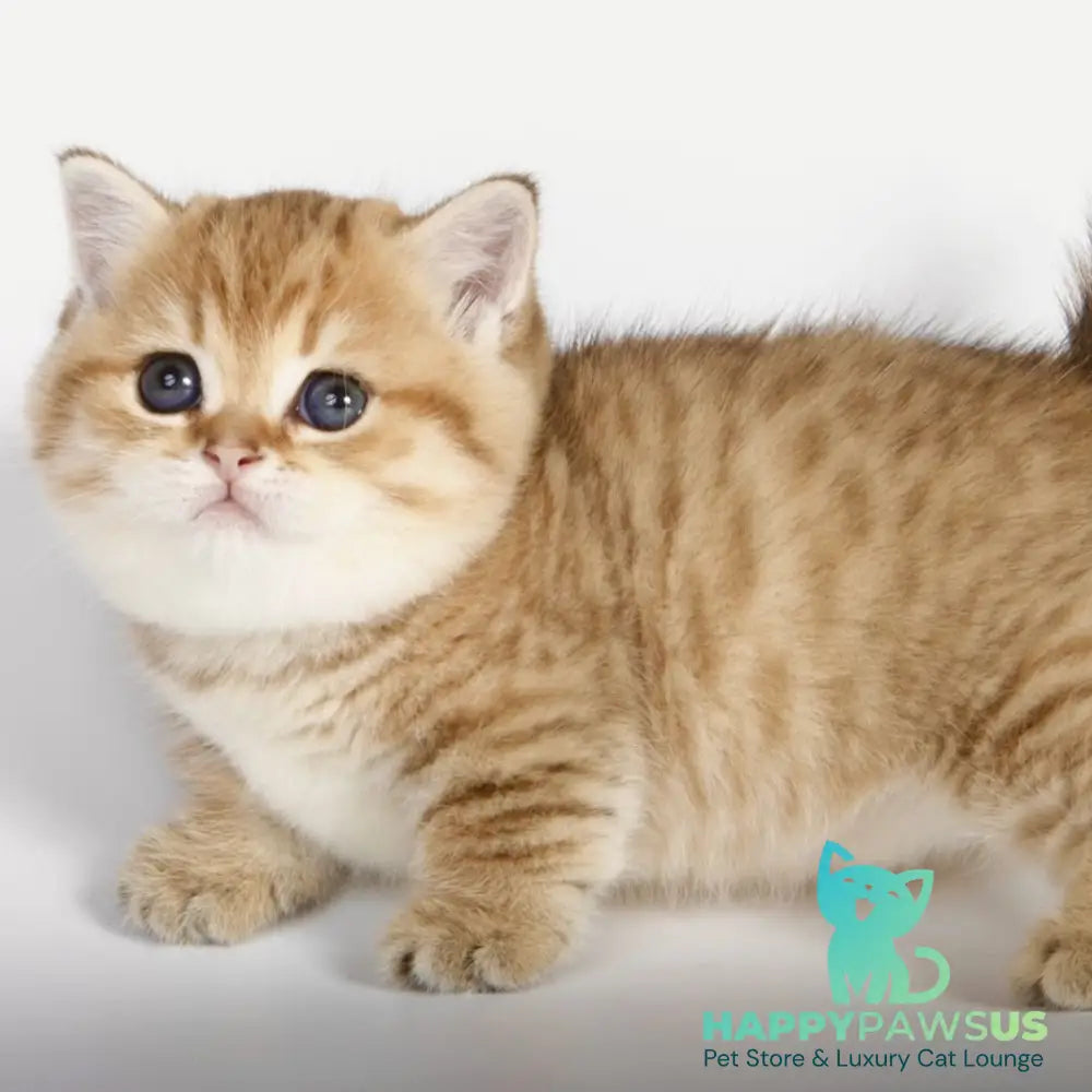 Tiger Munchkin male black golden spotted tabby - live animals