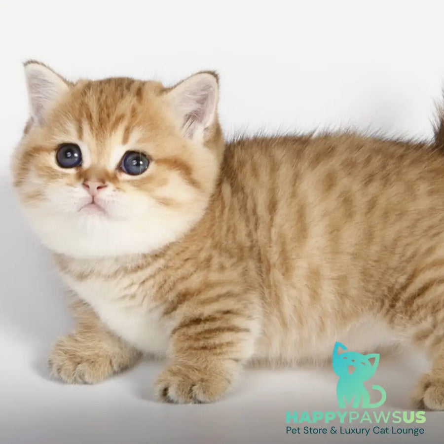 Tiger Munchkin male black golden spotted tabby - live animals