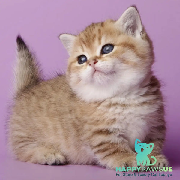 Tiger Munchkin male black golden spotted tabby - live animals