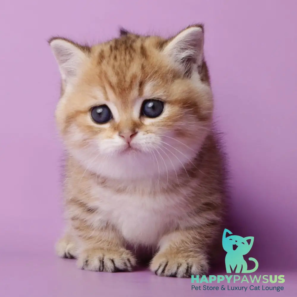 Tiger Munchkin male black golden spotted tabby - live animals