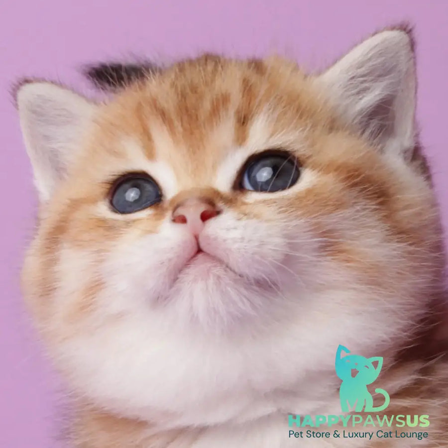 Tiger Munchkin male black golden spotted tabby - live animals