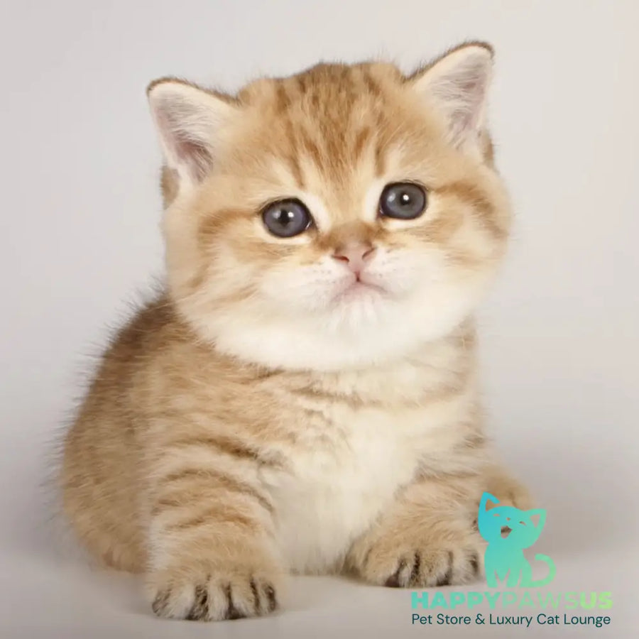 Tiger Munchkin male black golden spotted tabby - live animals